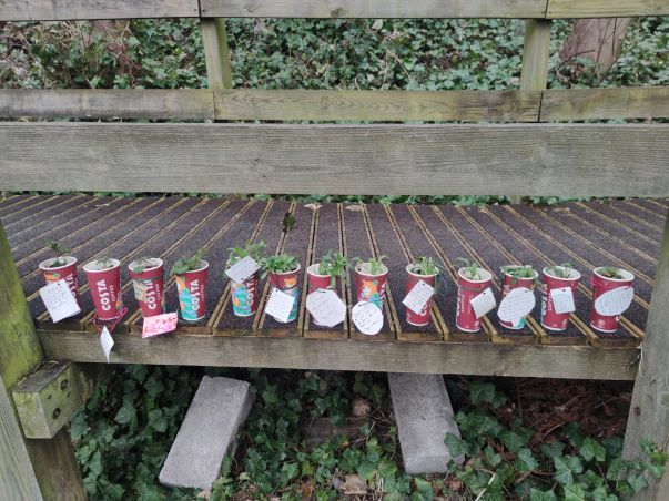 Allotment Launch coffee cup plants