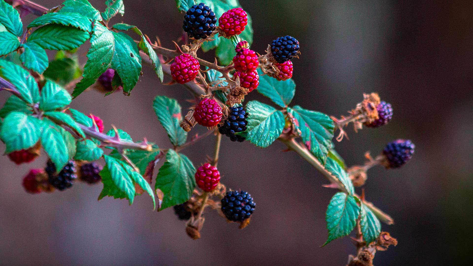 Blackberries on a branch